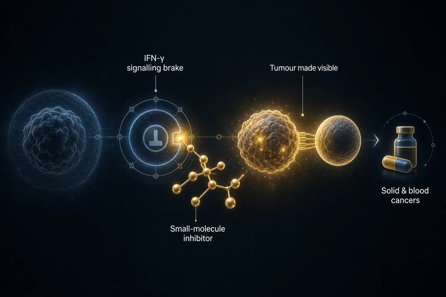 Graphical abstract — a small-molecule inhibitor releasing the IFN-γ signalling brake so the immune system recognises tumours again, across solid and blood cancers.